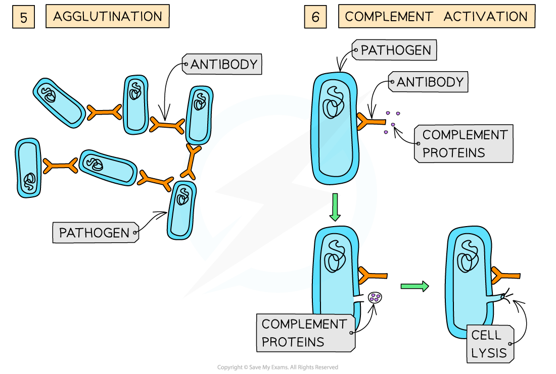 Antibodies_ Functions (2), downloadable AS & A Level Biology revision notes