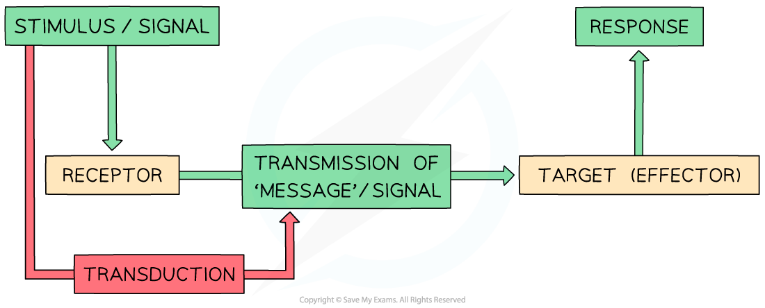 Basic stages of cell signalling pathway, downloadable AS & A Level Biology revision notes