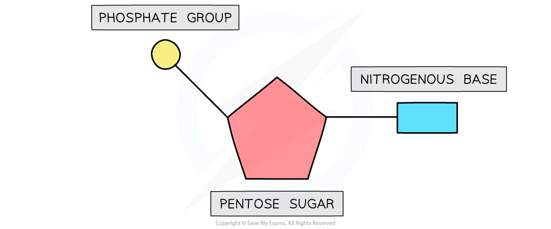 Basic structure of a nucleotide, downloadable AS & A Level Biology revision notes