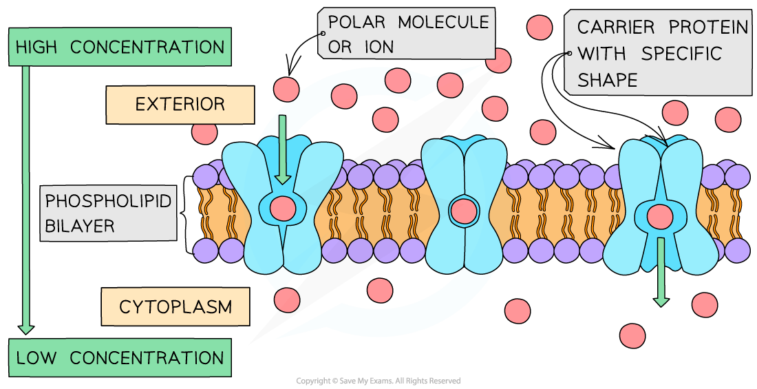 _Carrier protein in facilitated diffusion, downloadable AS & A Level Biology revision notes