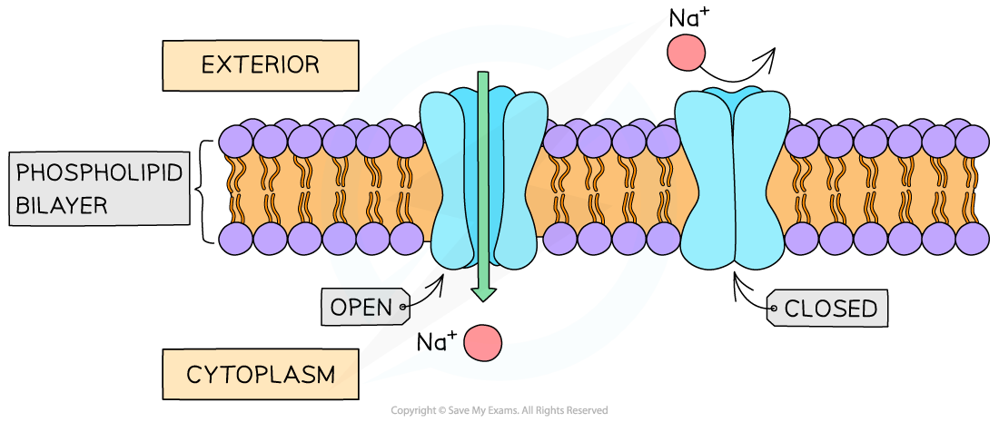 Channel protein, downloadable AS & A Level Biology revision notes