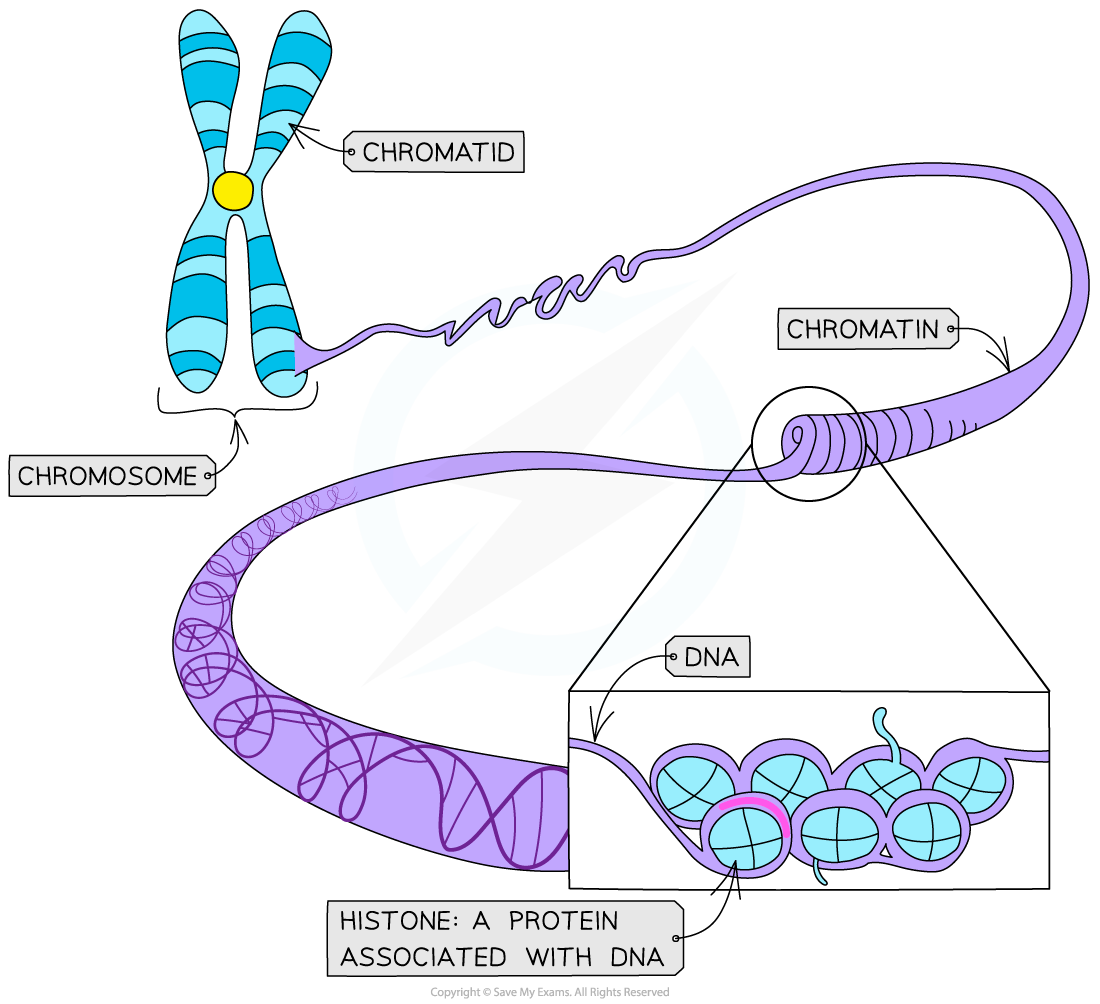 Chromatin and histone proteins, downloadable AS & A Level Biology revision notes