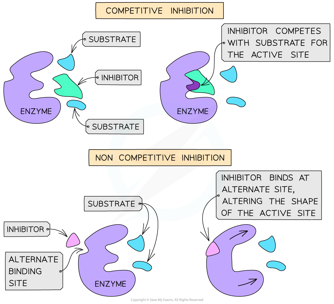 Competitive and non-competitive inhibition, downloadable AS & A Level Biology revision notes