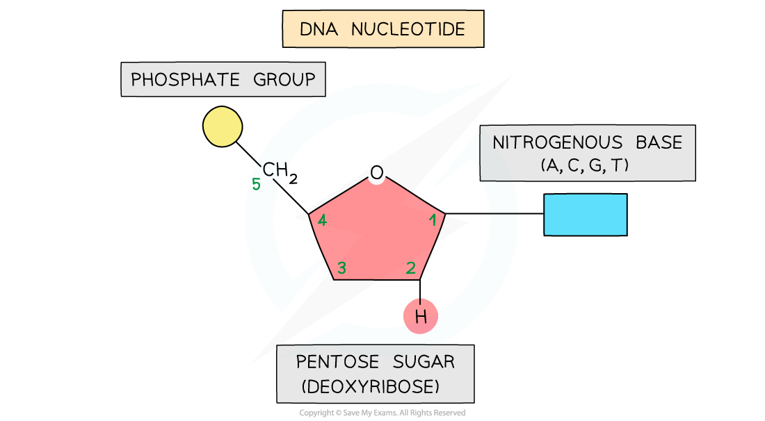 DNA polynucleotide strand, downloadable AS & A Level Biology revision notes, downloadable AS & A Level Biology revision notes