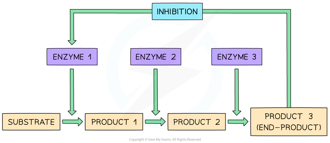 End-product inhibition, downloadable AS & A Level Biology revision notes