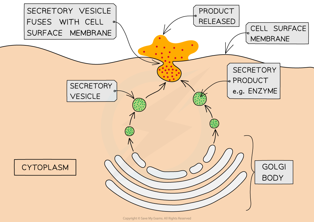 Exocytosis in a secretory cell, downloadable AS & A Level Biology revision notes