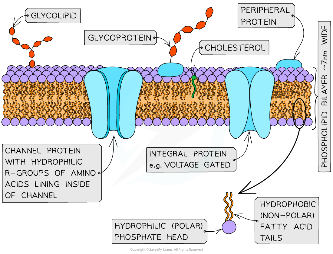 Fluid mosaic model exam example, downloadable AS & A Level Biology revision notes