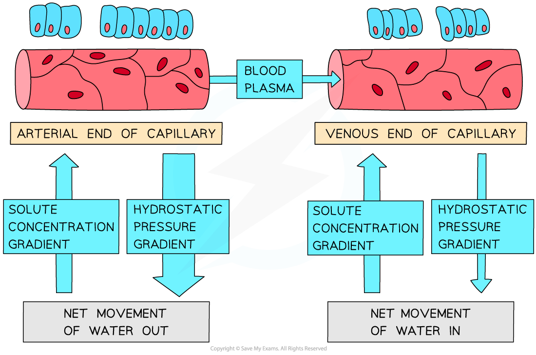 Formation of Tissue Fluid, downloadable AS & A Level Biology revision notes