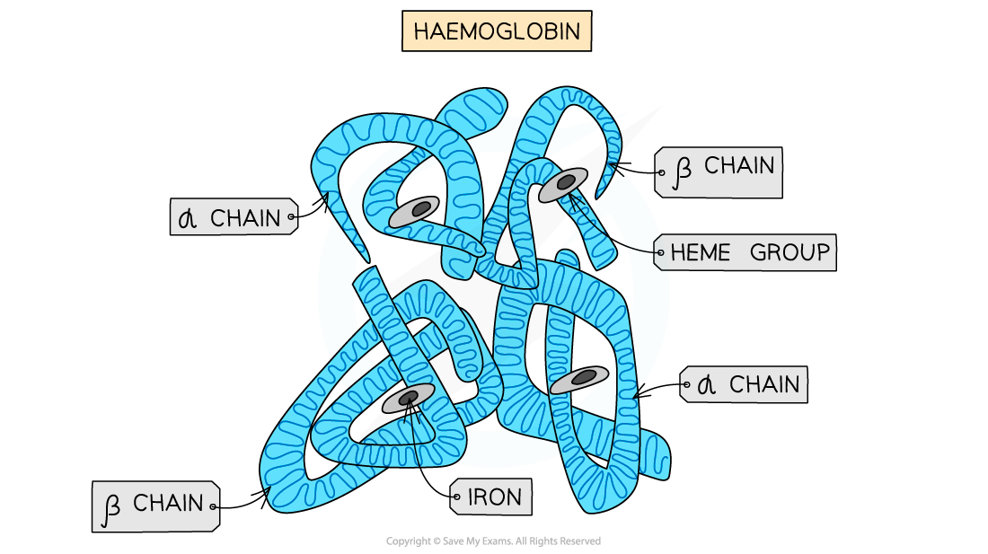 Haemoglobin, downloadable AS & A Level Biology revision notes