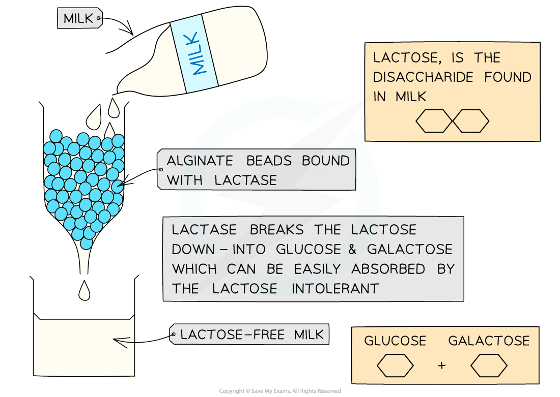 Immobilised enzymes - lactase, downloadable AS & A Level Biology revision notes