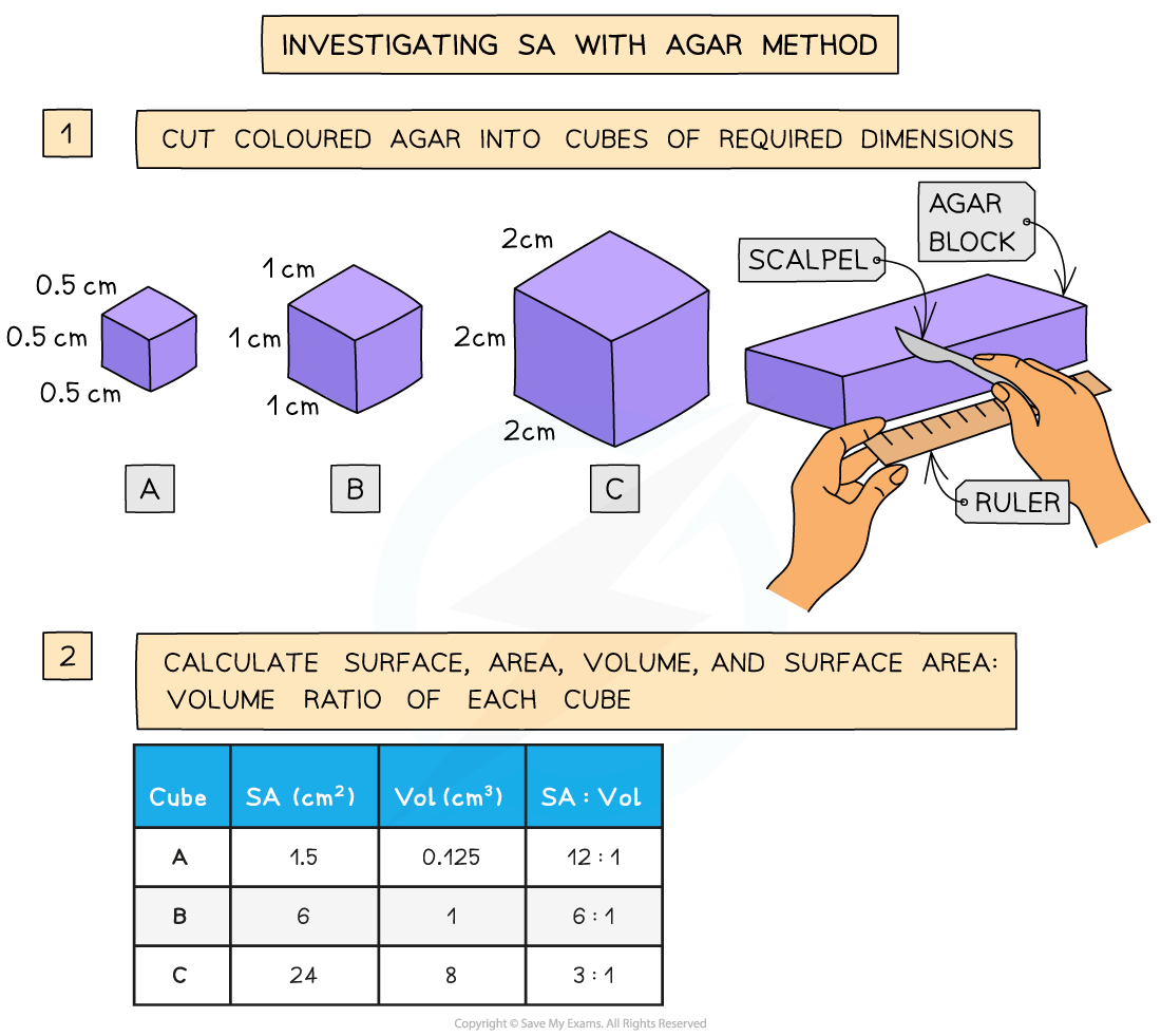 _Investigating SA with Agar Method (1), downloadable AS & A Level Biology revision notes