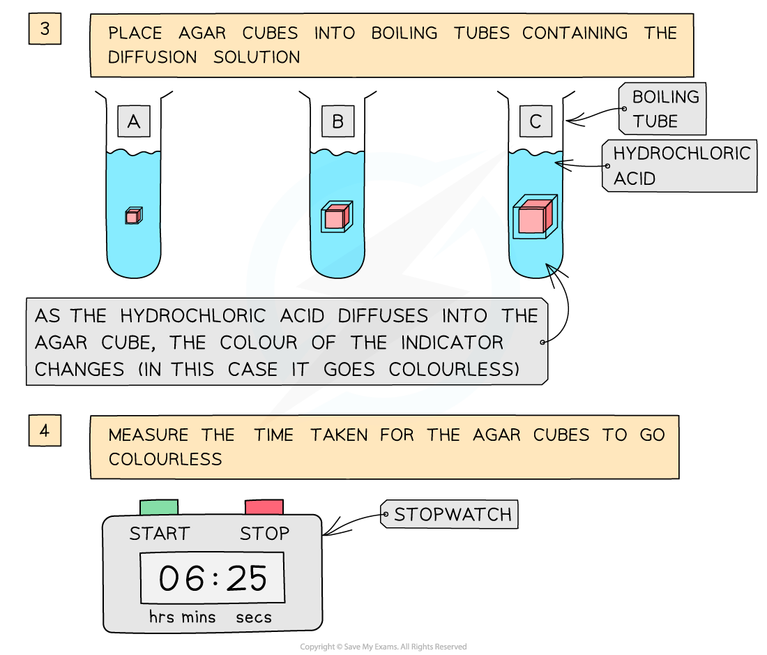 Investigating SA with Agar Method (2), downloadable AS & A Level Biology revision notes