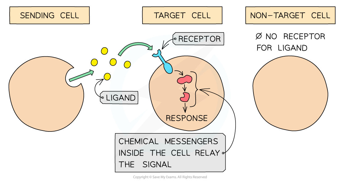 Ligands in cell signalling, downloadable AS & A Level Biology revision notes