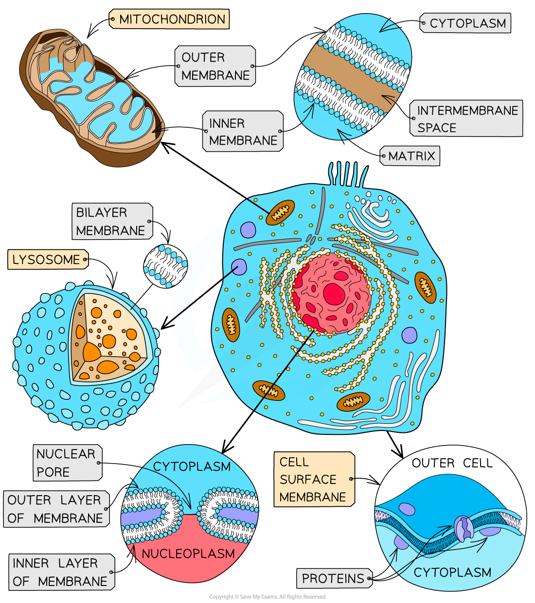 Membranes in the cell, downloadable AS & A Level Biology revision notes