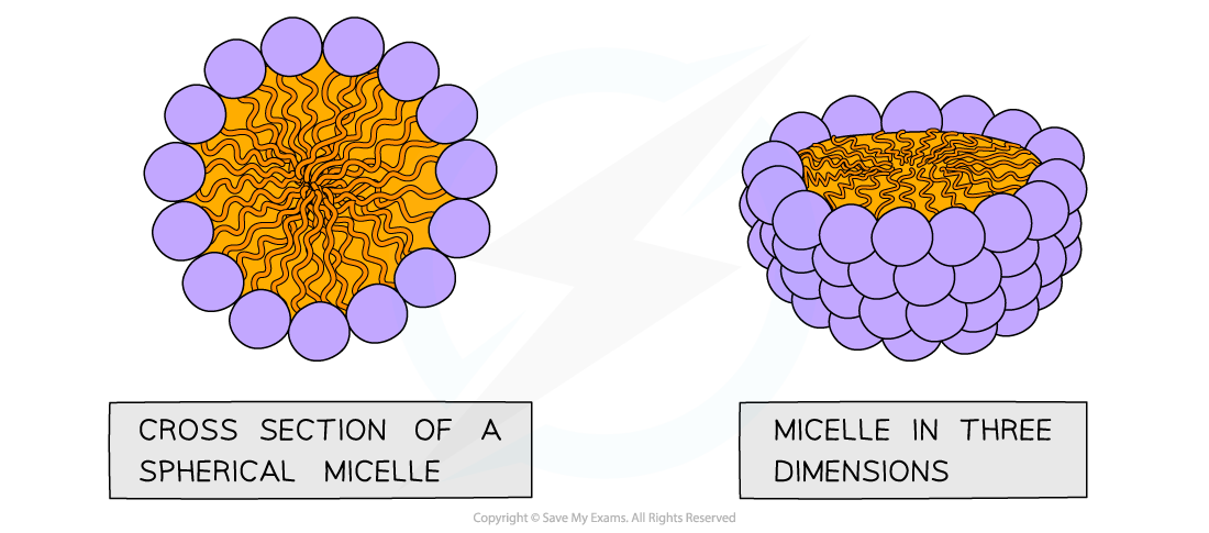 Micelle, downloadable AS & A Level Biology revision notes