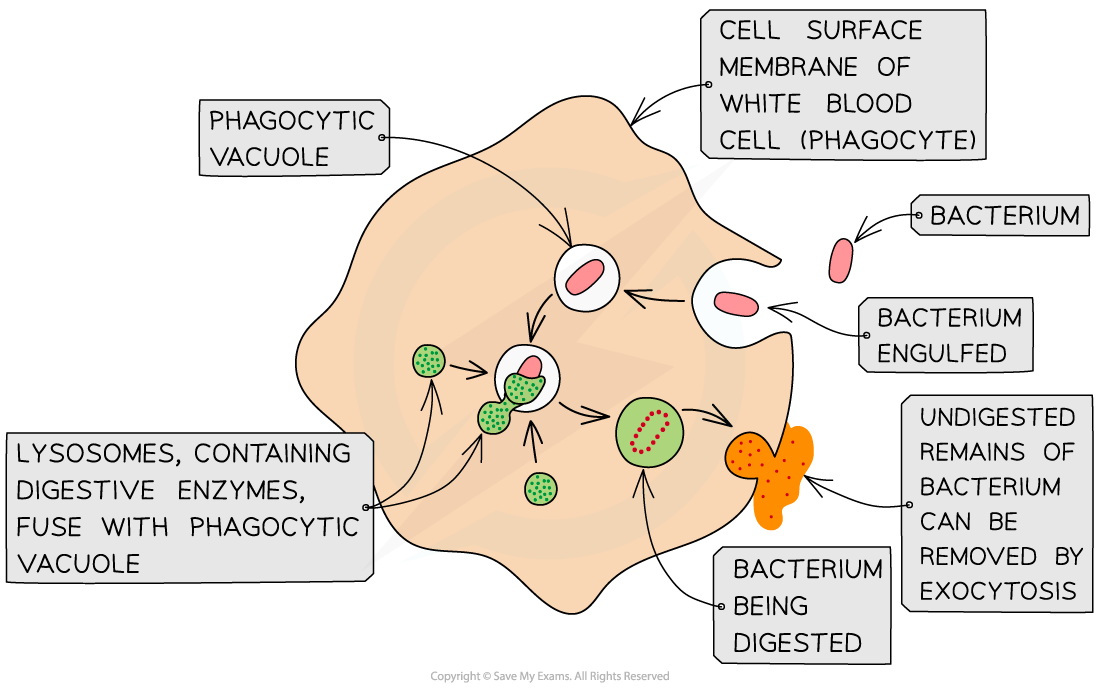 Phagocytosis of a bacterium, downloadable AS & A Level Biology revision notes