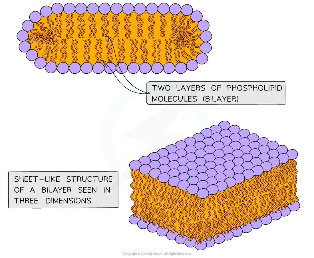 Phospholipid bilayer, downloadable AS & A Level Biology revision notes