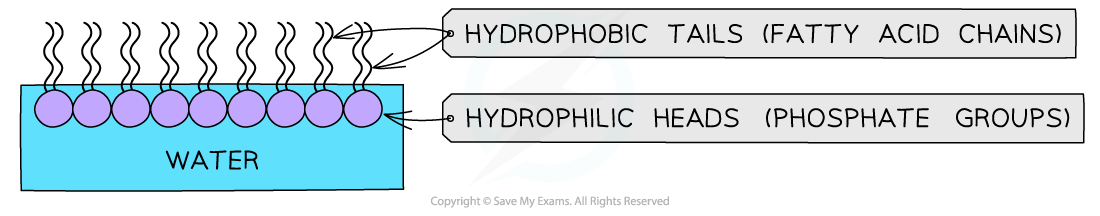 _Phospholipid monolayer, downloadable AS & A Level Biology revision notes