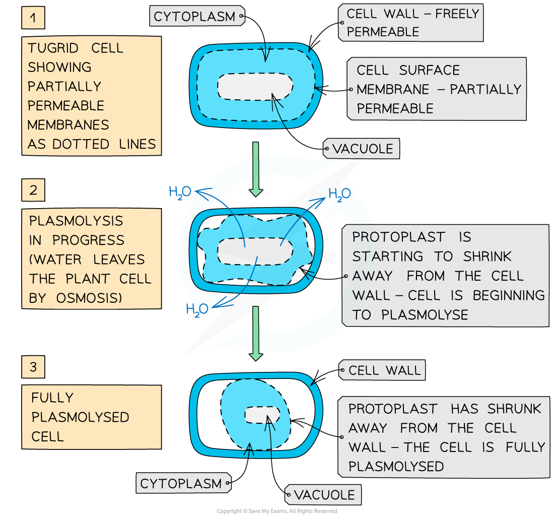 Plasmolysis of plant cell, downloadable AS & A Level Biology revision notes