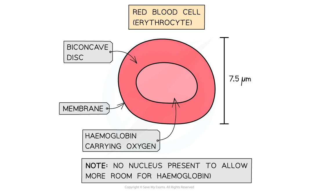 Red Blood Cell, downloadable AS & A Level Biology revision notes