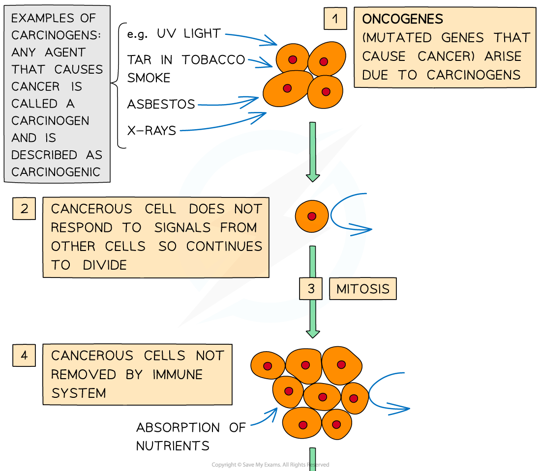 Stages in the development of cancer (1), downloadable AS & A Level Biology revision notes