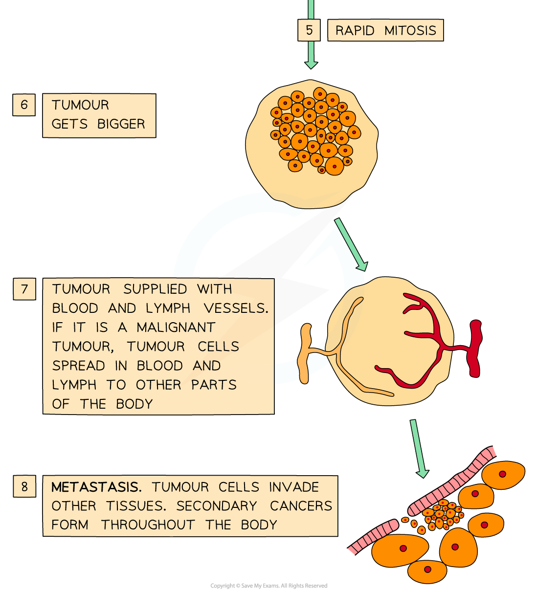 Stages in the development of cancer (2), downloadable AS & A Level Biology revision notes