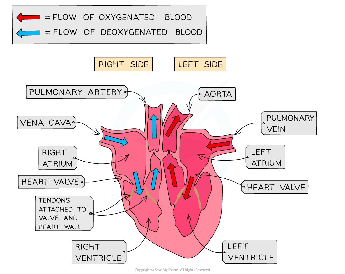 The Human Heart, downloadable AS & A Level Biology revision notes