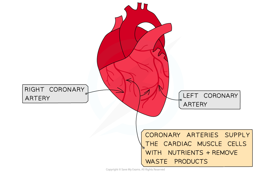 The Outside of the Heart, showing coronary arteries