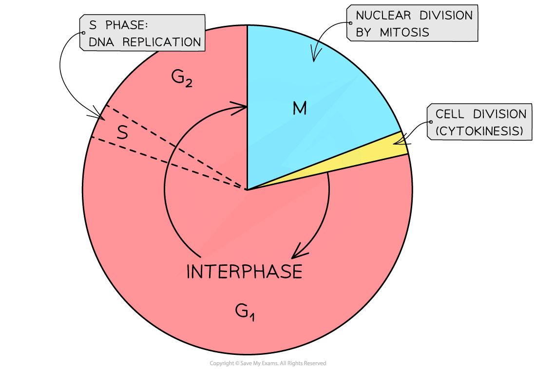 _The cell cycle, downloadable AS & A Level Biology revision notes