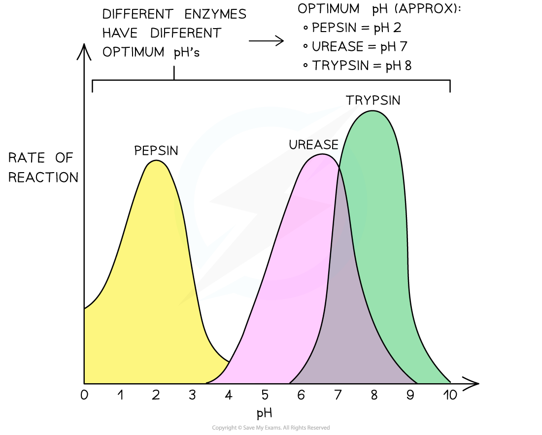 _The effect of pH on an enzyme-catalysed reaction, downloadable AS & A Level Biology revision notes