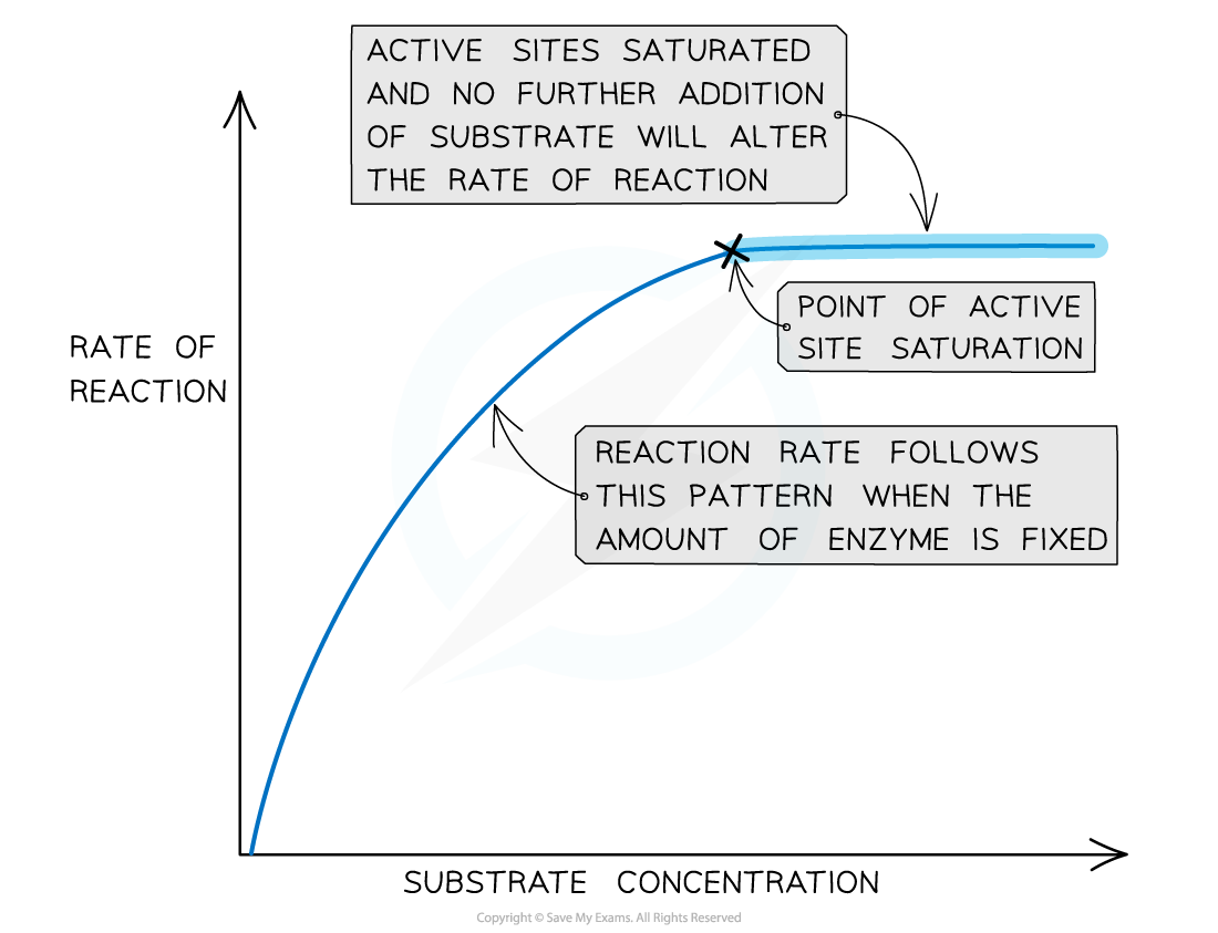 The effect of substrate concentration on an enzyme-catalysed reaction, downloadable AS & A Level Biology revision notes