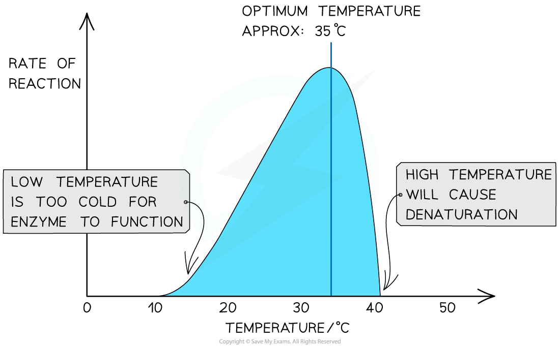 The effect of temperature on an enzyme-catalysed reaction, downloadable AS & A Level Biology revision notes