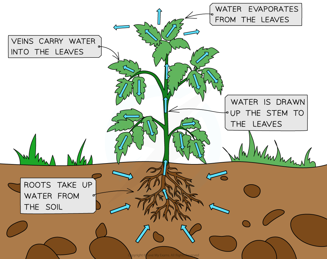 Transpiration in a plant, downloadable AS & A Level Biology revision notes