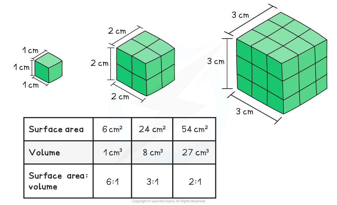 11. Principles of surface area _ volume, downloadable AS & A Level Biology revision notes