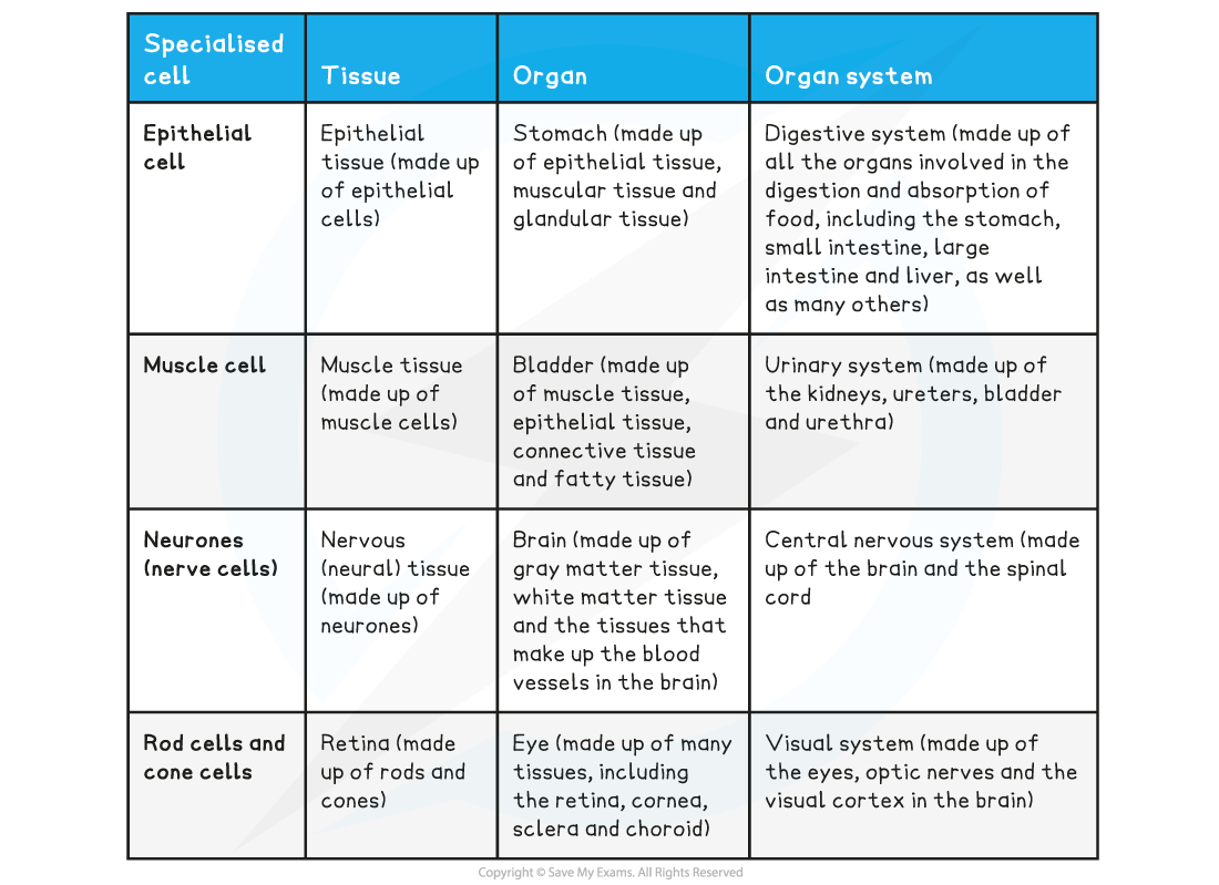 Examples of specialised cells, downloadable AS & A Level Biology revision notes