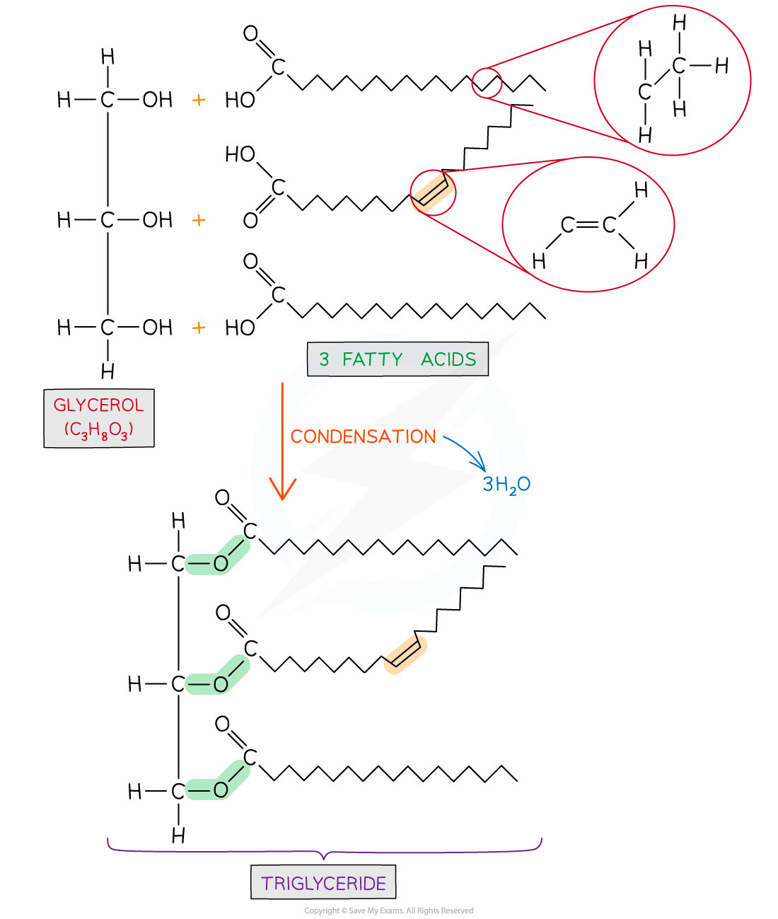 Triglycerides Basics - Formation of a triglyceride (1)_2, downloadable AS Level & A Level Biology revision notes