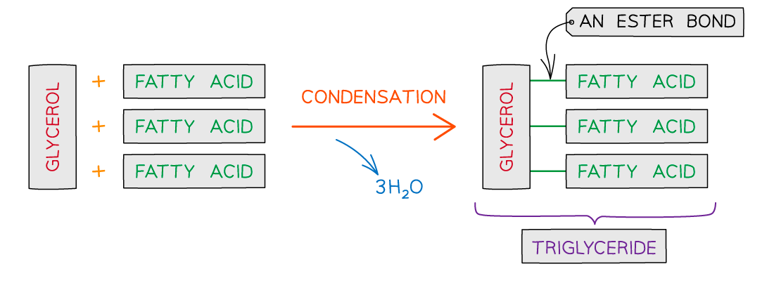 Triglycerides Basics - Formation of a triglyceride (2), downloadable AS Level & A Level Biology revision notes