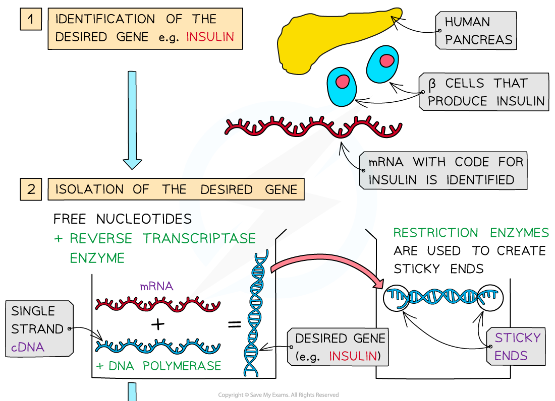 Genetic engineering explained (1), downloadable AS & A Level Biology revision notes