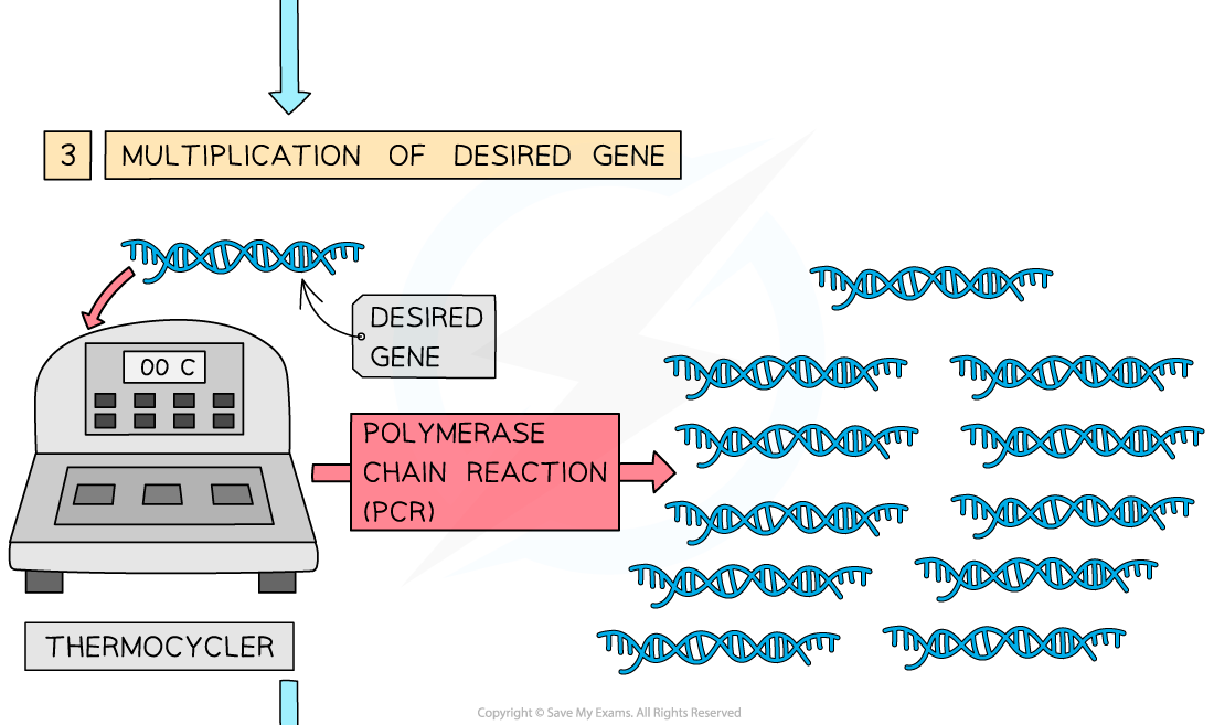 Genetic engineering explained (2), downloadable AS & A Level Biology revision notes