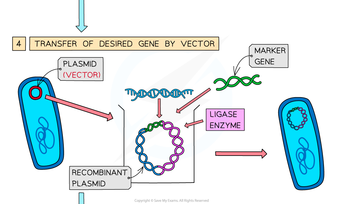 Genetic engineering explained (3), downloadable AS & A Level Biology revision notes