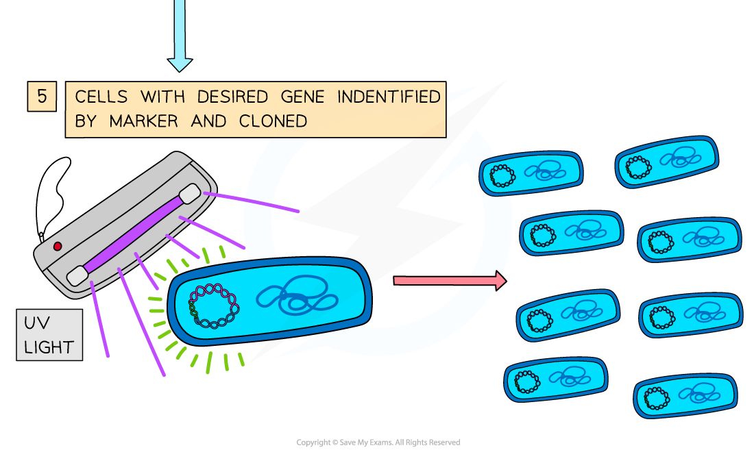 Genetic engineering explained (4), downloadable AS & A Level Biology revision notes