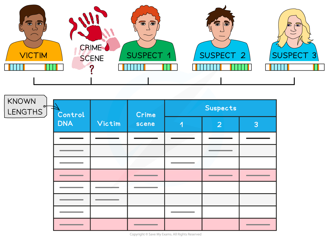 Gene technology_ Forensics, downloadable AS & A Level Biology revision notes