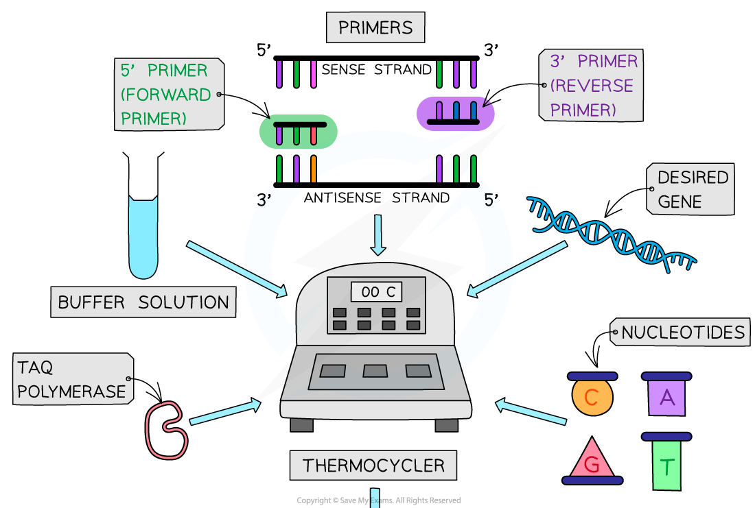 Polymerase chain reaction (1), downloadable AS & A Level Biology revision notes