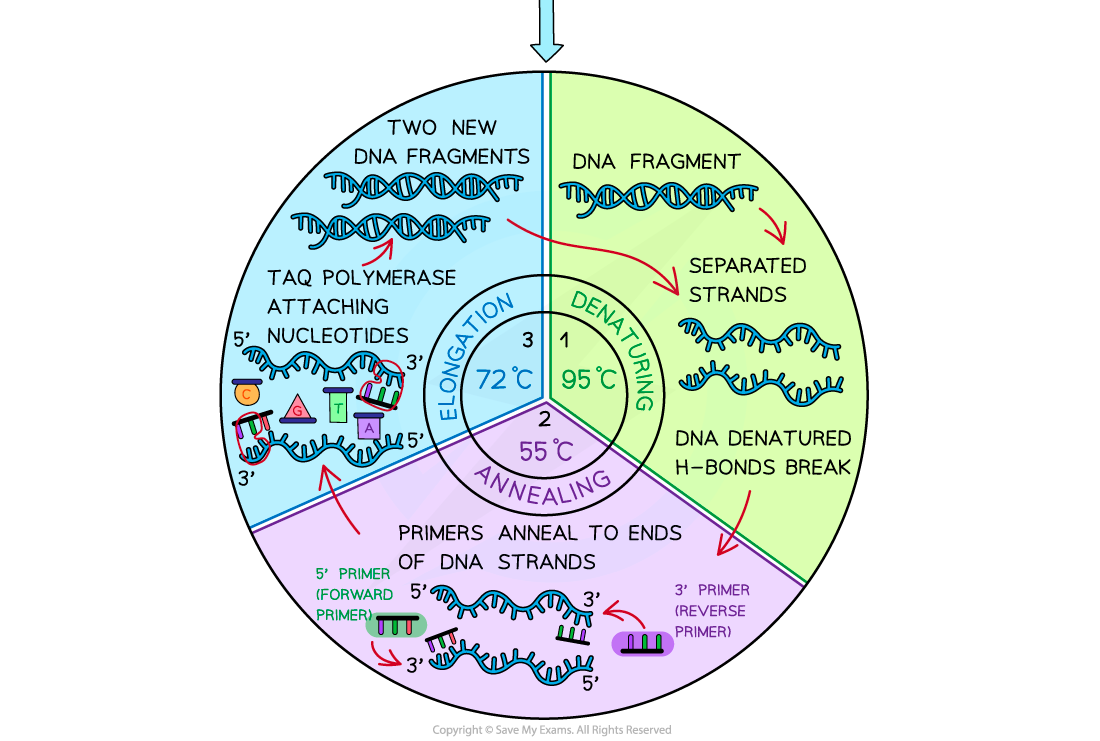 Polymerase chain reaction (2), downloadable AS & A Level Biology revision notes