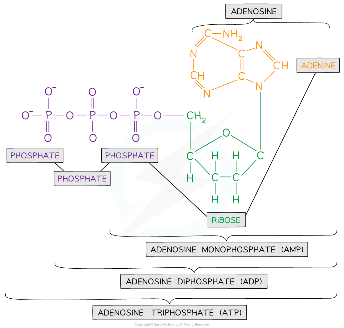 ATP Structure, downloadable AS & A Level Biology revision notes