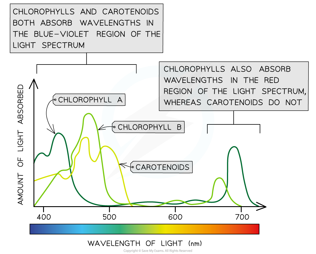 Absorption spectra of chlorophylls and carotenoids_1, downloadable AS & A Level Biology revision notes