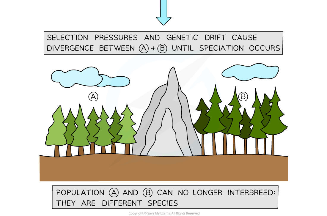 Allopatric speciation in trees (3), downloadable AS & A Level Biology revision notes