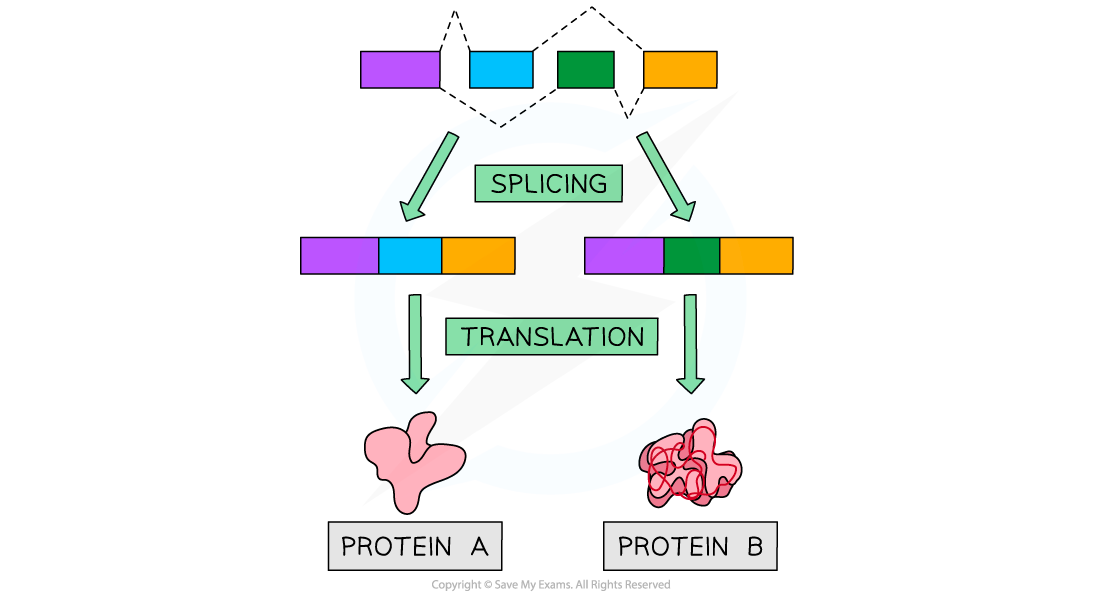 Alternative Splicing, downloadable AS & A Level Biology revision notes