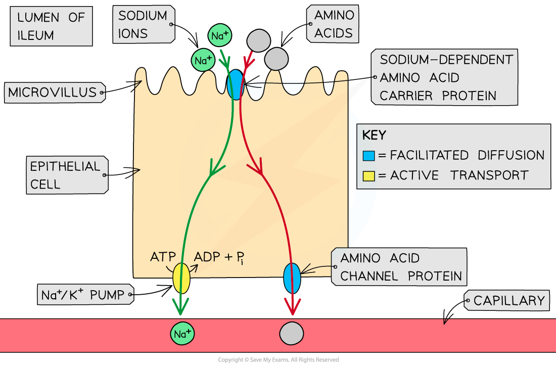 Amino Acid Cotransporter, downloadable AS & A Level Biology revision notes