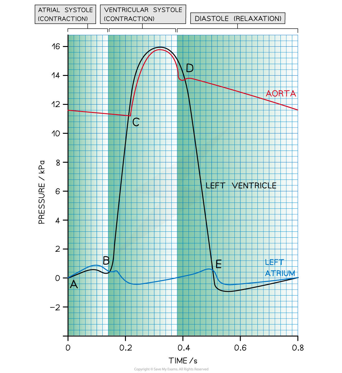 Cardiac Cycle Labelled, downloadable AS & A Level Biology revision notes